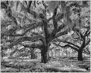 Live Oak Trees